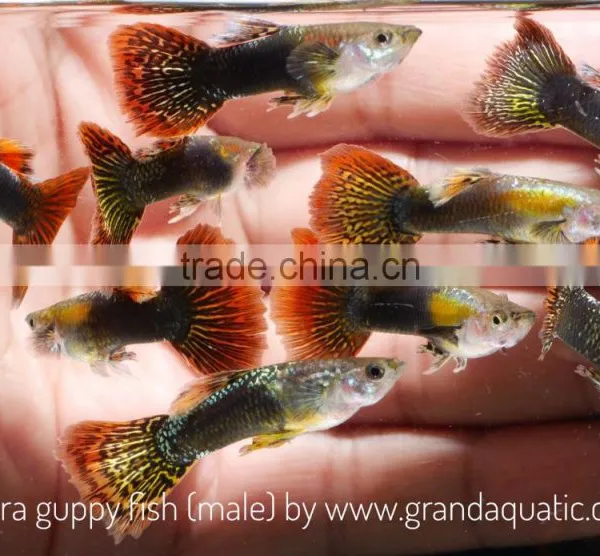 Cobra Guppy for Freshwater Aquarium Fish Export Company From Thailand photo-2