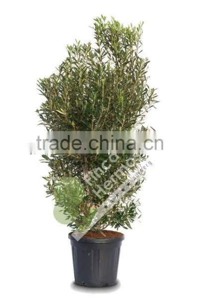 Olive Tree -Olea Europaea "Arbustivo - Bush" photo-3