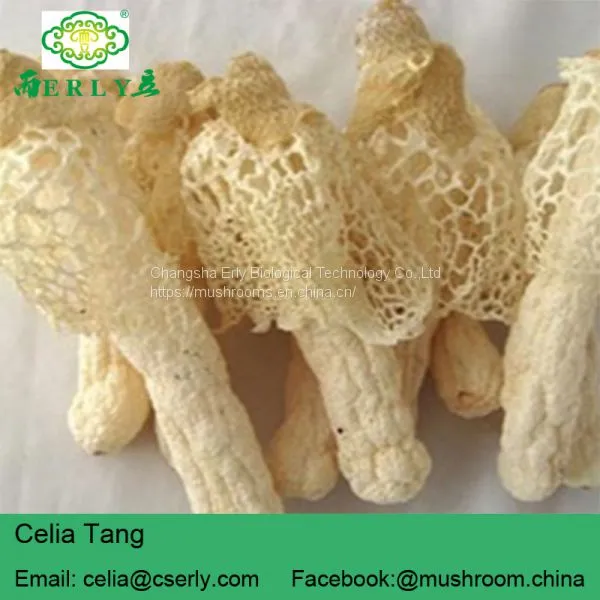 Wild Growing Mushroom Bamboo Fungus Tasty Dictyophora photo-2