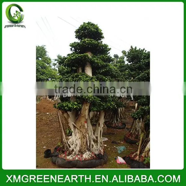 Ficus Microcarpa Bonsai 3m (1) photo-2