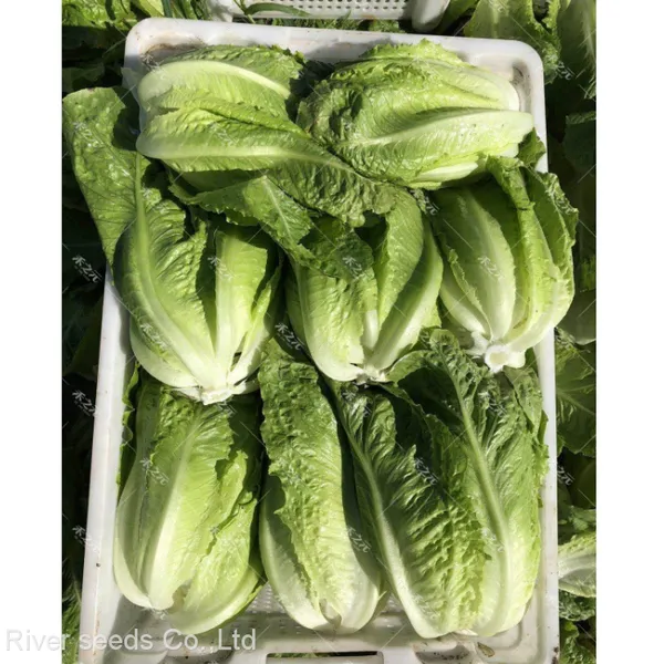 10g Hotsale F1 Cheap Price Romania Lettuce Seeds for Planting photo-2
