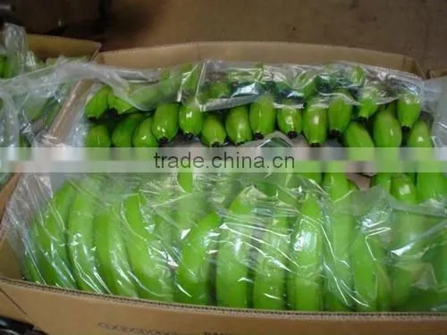 Cavandish Banana photo-2