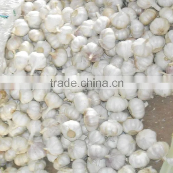 CHINA FRESH GARLIC photo-2