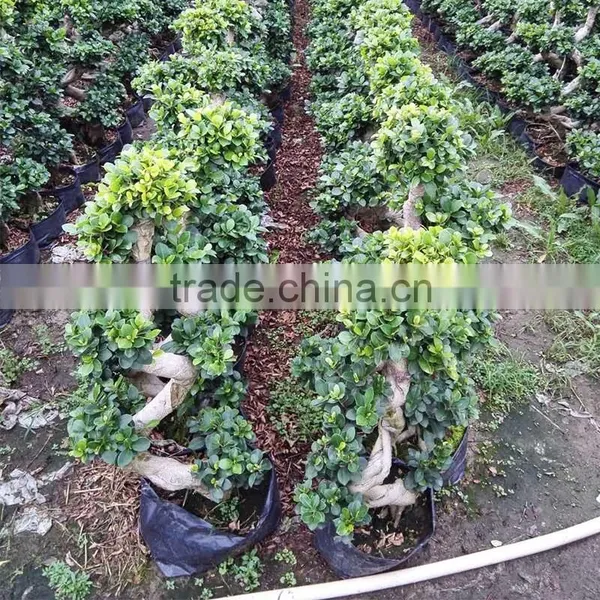 Indoor&outdoor Big Ficus S Shape photo-2
