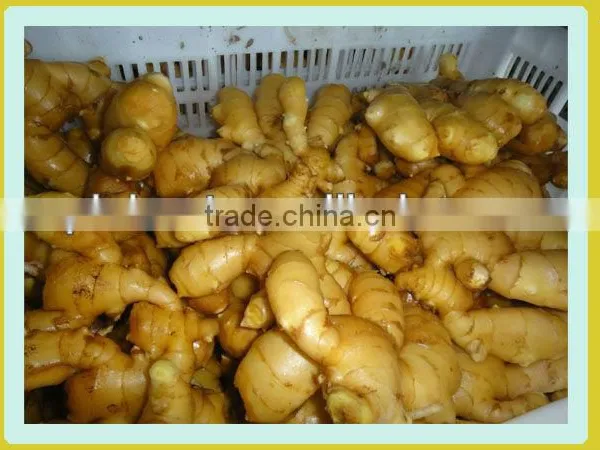 Fresh Air Dried Ginger photo-6