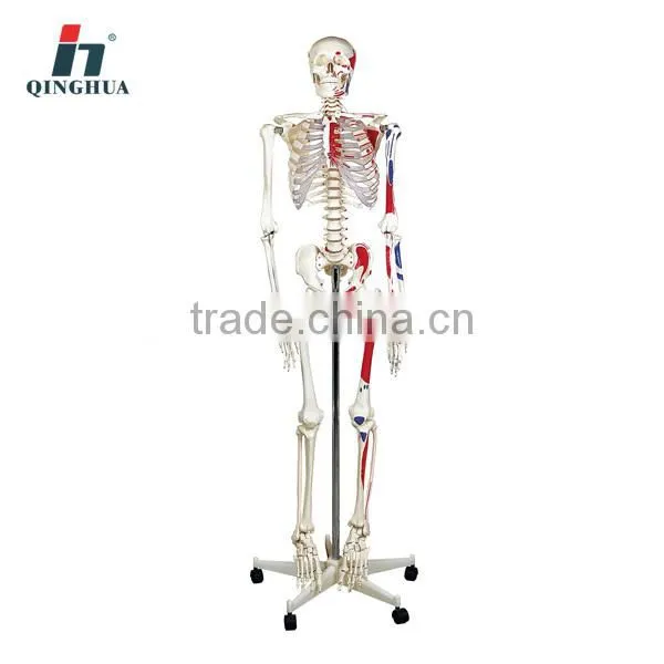 Model of Human Skeleton 170cm