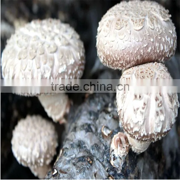 2016 Hot Selling Mushroom Prices,Shitake Mushroom Growing,Mushroom Logs photo-3