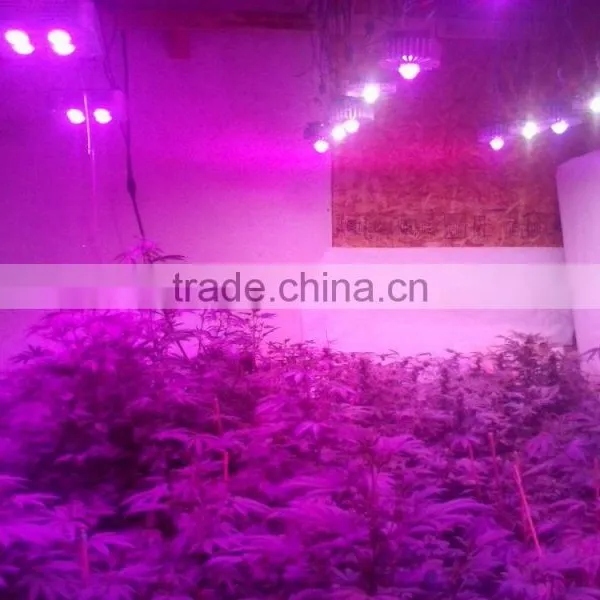 VANQ High Power 300w LED Lighting for Growing Medical Plants,lights for Greenhouse photo-4