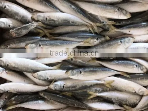 Whole Round Seafood Fresh Sea Frozen Jack Mackerel photo-2