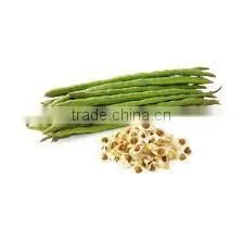 Moringa Seeds From India photo-2