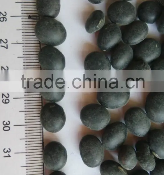 Black Bean With Green Kernel photo-2