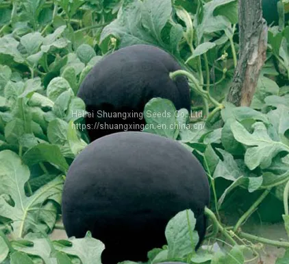 Large-sized Best Seedless f1 Watermelon Seed photo-3