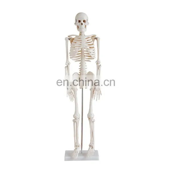 85cm Anatomy Human Organs Model for Medical Teaching Aids for Sale photo-3