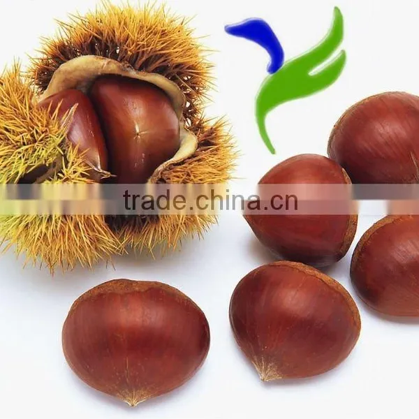 New Crop Organic Fresh Bulk Chestnuts Wholesale photo-4