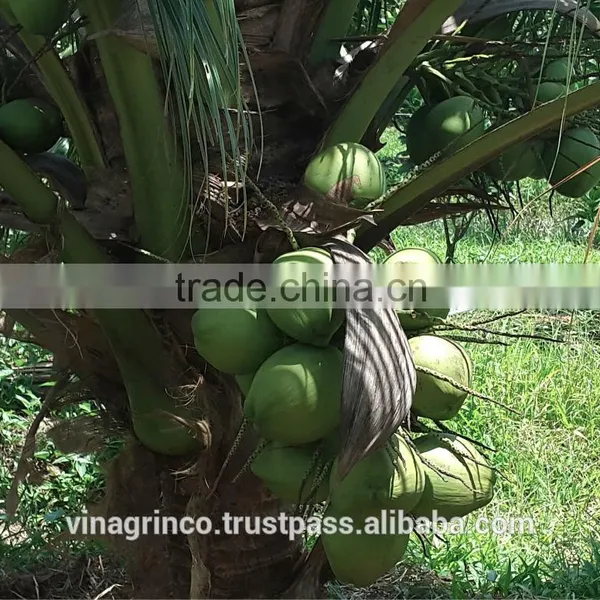 Fresh Coconut