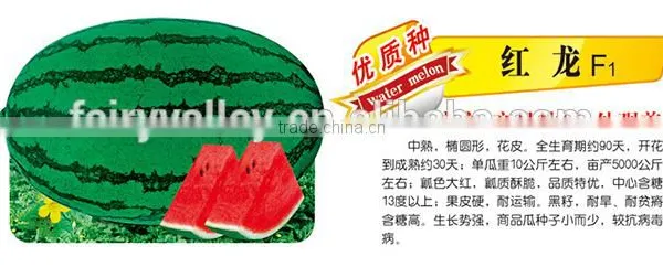 Chinese Hybrid f1 Red Watermelon Seeds For Cultivation-Red Dragon F1