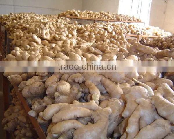 All Year Round Supply Fresh Ginger photo-5