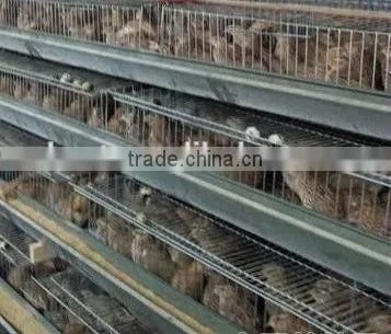 Automatic Quail Layer Cage photo-6
