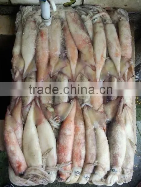 Frozen Whole Round Squid Todarodes Pacificus photo-2