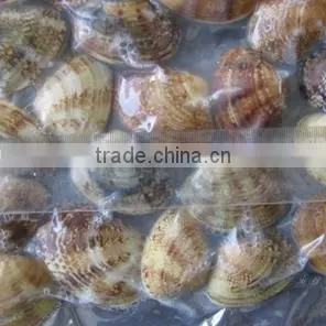 Choice Quality Frozen Vacuum Packed Cooked Short Necked Clam photo-3