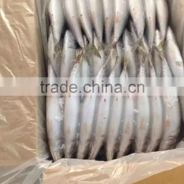 Frozen Pacific Mackerel in Good Quanlity on Sale photo-5
