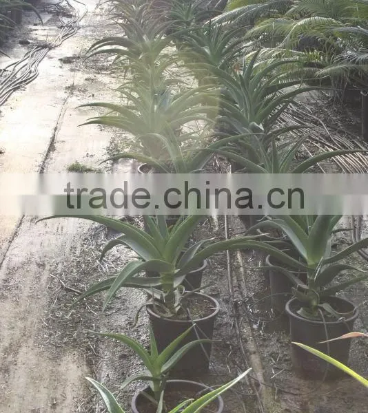 Aloe Africana "African Aloe" in 8 Liters Pot photo-2