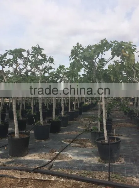 Ficus Carica photo-5