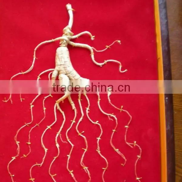 China Changbai Mountian Old Wild Ginseng Panax Roots Price photo-4