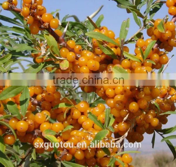 100% Nature Wild Frozen Seabuckthorn Fruit photo-5