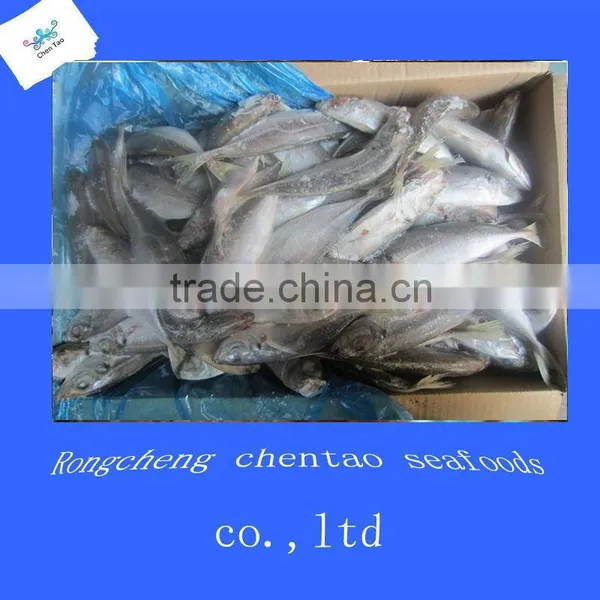 Frozen Seafood Mackerel