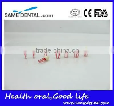 Dental Modle Internship Root Canal Tooth Model DEA-29 photo-3