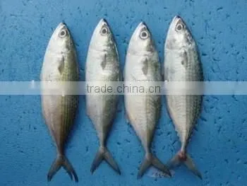 Wholesale Canned Sardine in Oil Lowest Price photo-2