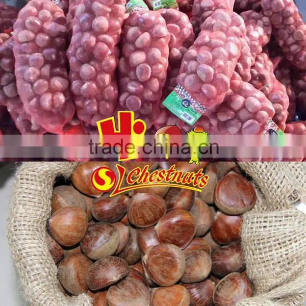 New Crop Fresh Chinese Chestnuts Wholesale Chestnut photo-6