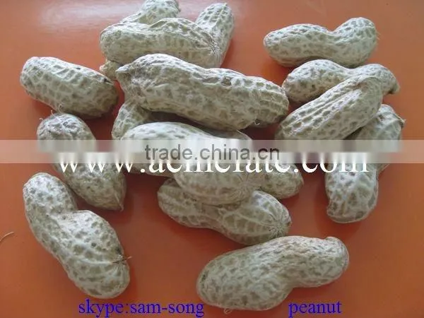 Delicious Organic Taste Peanut in Shell photo-4
