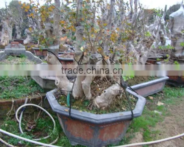 Lagerstroemia Indica L. Bonsai photo-6