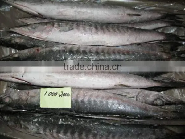 Baracuda Whole photo-2