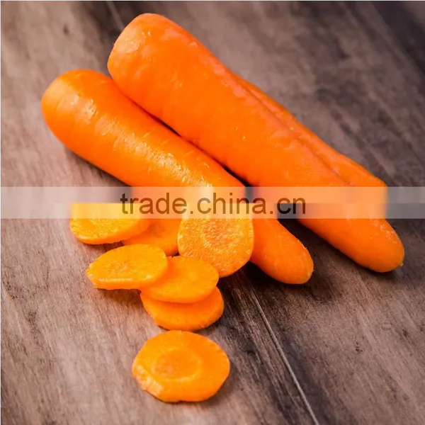 Newest Crop Chinese Fresh Carrots for Sale photo-2