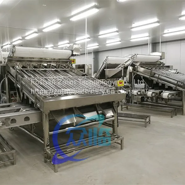 Shrimp Grading Machine With 12 Rollers Shrimp Processing Line China Seafood Processing Machinery photo-2