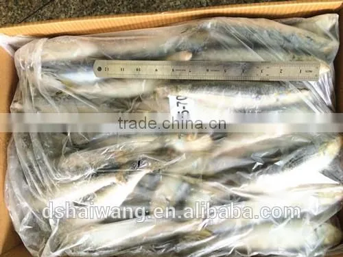 Frozen Sardine for Bait With Size 60 - 70 Pcs / 10kg Ctn photo-3