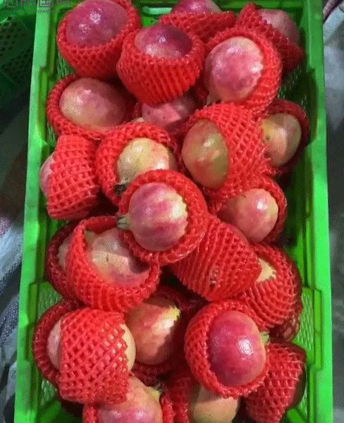 Premium Fresh Fruits: Pomegranate photo-2