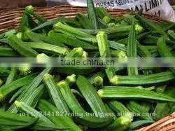 Fresh Okra Export/ladys Finger Exporter in India/vegetable Supplier