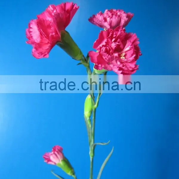 Good Smell Hot Sale Fresh Cut Carnations and Roses photo-4