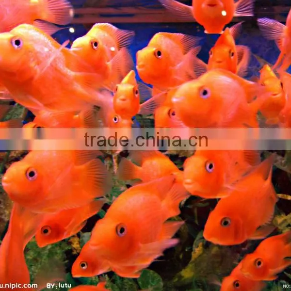 Anchovy Fish Feed Pellet Extruder photo-3