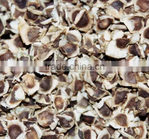 Moringa Oleifera Seeds Available...