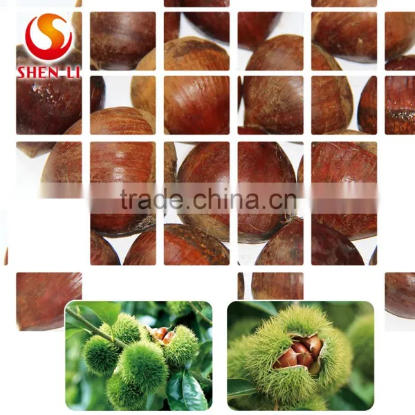 Big Size 2016 New Crop Fresh Dandong Chestnut for Advance Sale photo-3