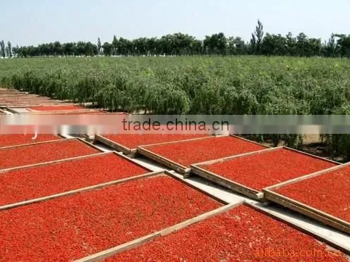 2015 New Crop Qinghai Goji Berries Wholesale Goji Berry photo-3