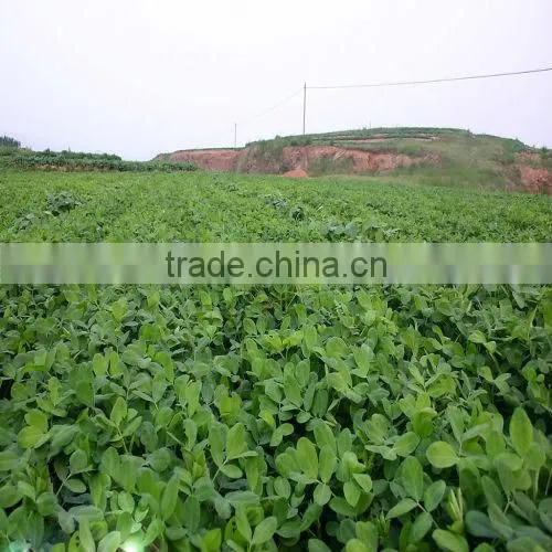 Competitive Price Of White/Red/Pink/Black Peanut Seed For Sale/Planting photo-5