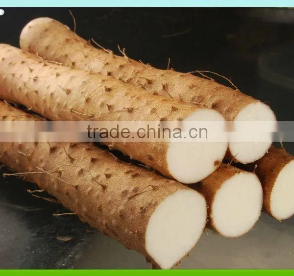 Supplier Yam Powder Best Price