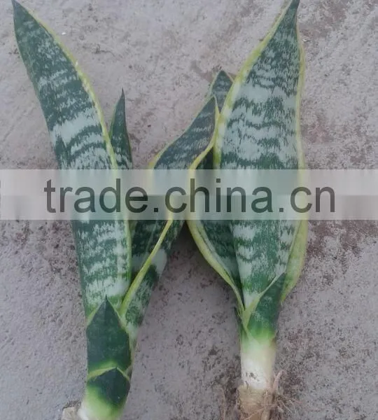 H25-35cm Indoor Plants Sansevieria Trifasciata Laurentii Bonsai photo-2