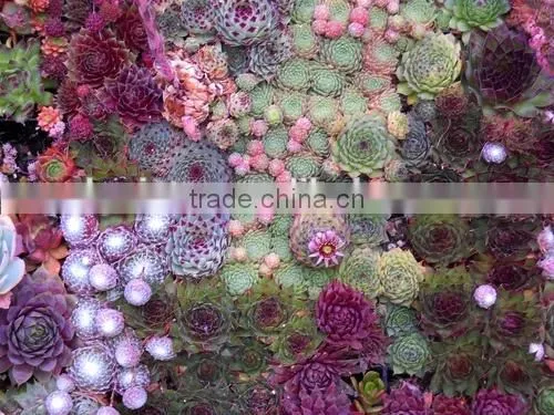 Fake Green Plant Wall Manufacture Decoration Indoor Fake Flower Plant Wall
